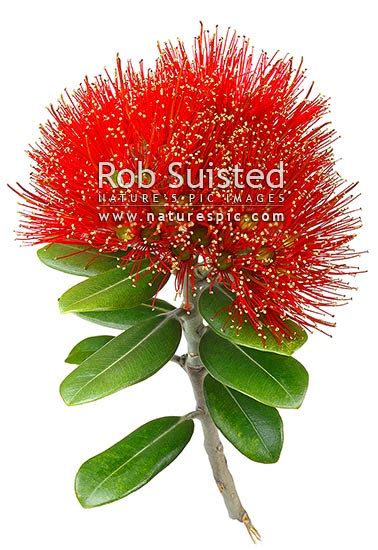 Red Pohutukawa flowers (Myrtaceae - Metrosideros excelsa), 'New Zealand ...