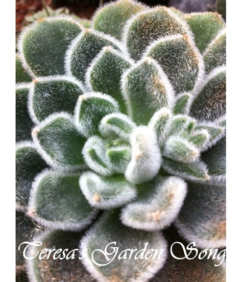 Succulent Xerophytes Examples - Best Succulent Ideas