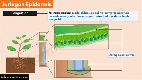 Pengertian, Ciri-ciri dan Fungsi Jaringan Epidermis pada Tumbuhan ...