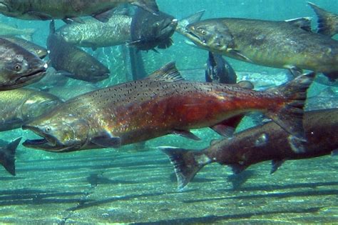 Chinook Salmon Facts — SeaDoc Society