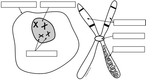 Labeled Diagram Of A Chromosome