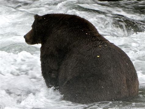 It's Fat Bear Week In Alaska's Katmai National Park — Time To Fill Out Your Bracket | KUNC