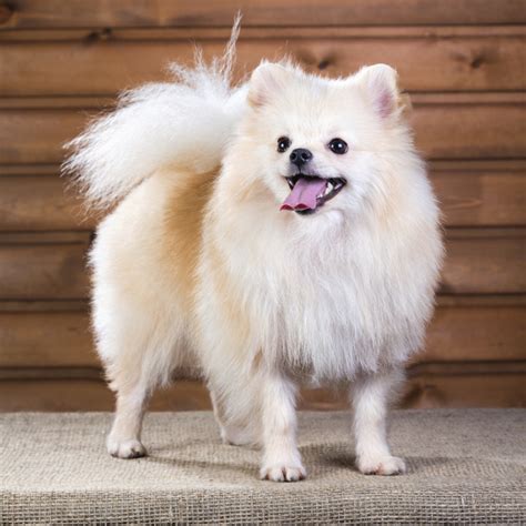 20 Popular & Cute Small Dog Breeds