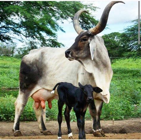 Brahman / Brahma cattle are a breed of Zebu cattle first bred in the US from cattle breeds ...