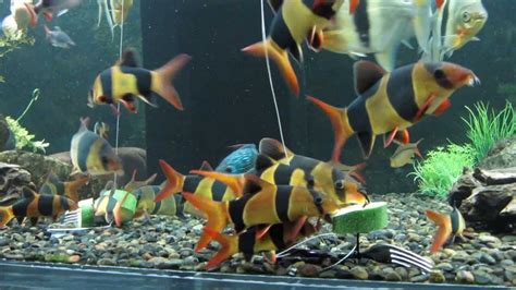 Clown Loach Feeding - YouTube