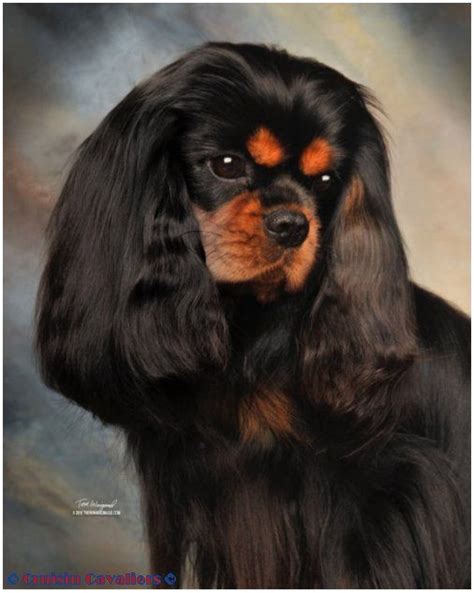 332 best Black and Tan - Cavalier King Charles Spaniel images on Pinterest | Cavalier king ...