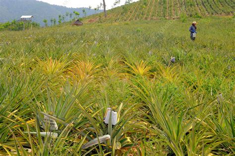 Pineapple Plantation - Stock Image - F031/6537 - Science Photo Library