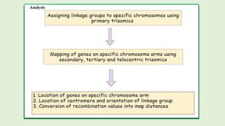 Cytogenetic techniques for gene location and transfer | PPT