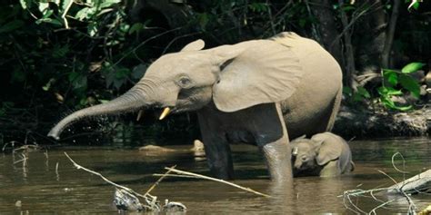 Cross River National Park Cross River State :: Nigeria Information & Guide