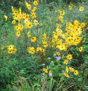 Helianthus angustifolius (swamp sunflower) - Charleston Aquatic and ...