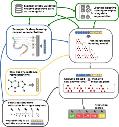 AI predicts the function of enzymes