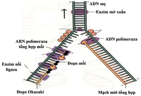 Nhân đôi ADN (tái bản, tái sinh, tổng hợp ADN) | sinh học