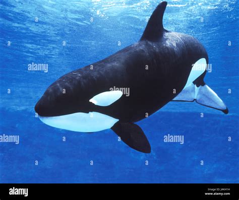 Real Killer Whales Underwater