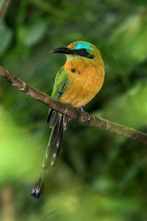 Honduras Birding Tours - Birdwatching - Birds of Honduras - Birdquest