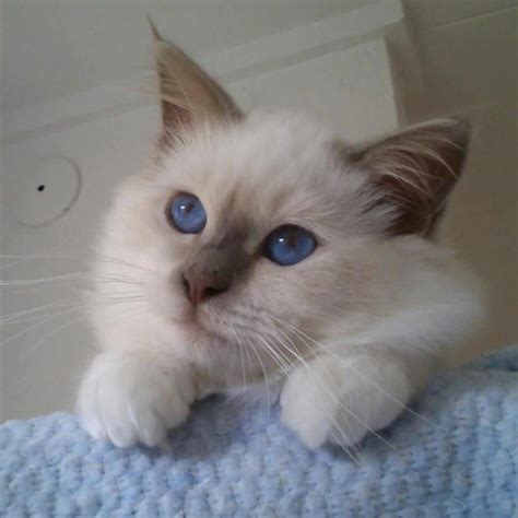 Lilac Point Ragdoll Cat