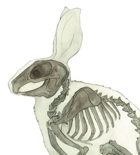 Easter Bunny Skeleton Print: Unique Rabbit Anatomy Artwork | Etsy