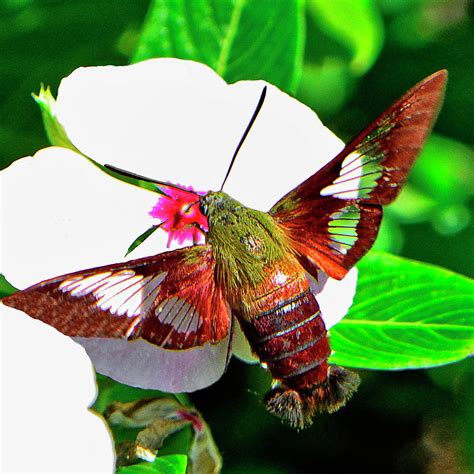 Hummingbird Moth 019 Photograph by George Bostian