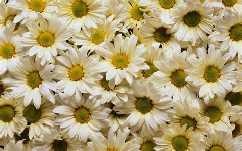 Whimsical Sunflower Desktop Wallpapers - Top Free Whimsical Sunflower Desktop Backgrounds ...