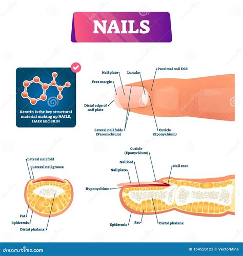 Human Nail Anatomy Diagram