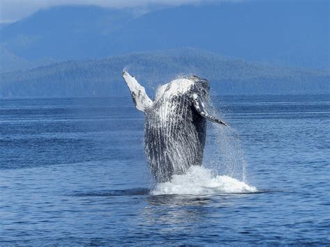 Hawaii's Best Whale-Watching Tours - Hawaii Tours Discount Blog