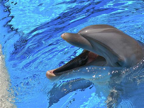 Dolphin Laugh Photograph by Henry Fournier