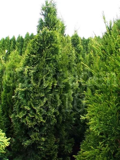 Northern White Cedar - American Arborvitae For Sale Online | The Tree ...