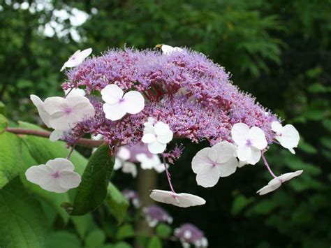 Hydrangea aspera (Rough-leaved Hydrangea) - World of Flowering Plants