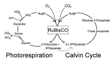 Calvin Cycle: Definition, Function, Steps & Products | Biology Dictionary