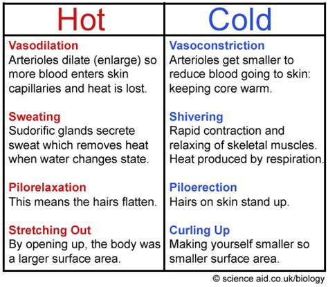 anatomy and physiology: Homeostasis