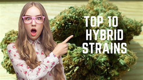 Top 10 Hybrid Strains Of Marijuana | by Larry Westfall | Medium