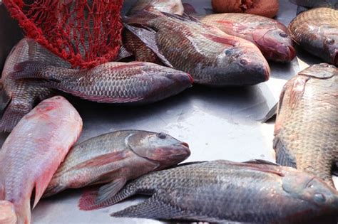 Premium Photo | Fresh fish at the market