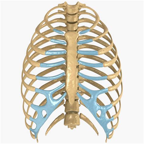 What Body Parts Are Under The Rib Cage / Pain Under Right Rib Cage: 12 Possible Causes and ...