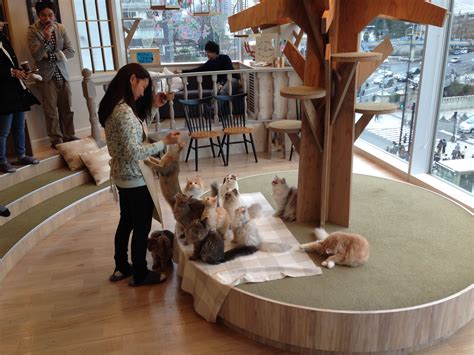 Feeding time at MoCHA cat cafe overlooking Harajuku-Meiji station in Tokyo. | Cat cafe japan ...