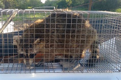 Repair raccoon damage – Humane Wildlife Control Society