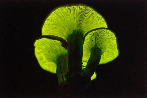 Living Nightlights: Advances in creating glow-in-the-dark plants. - Science in the News