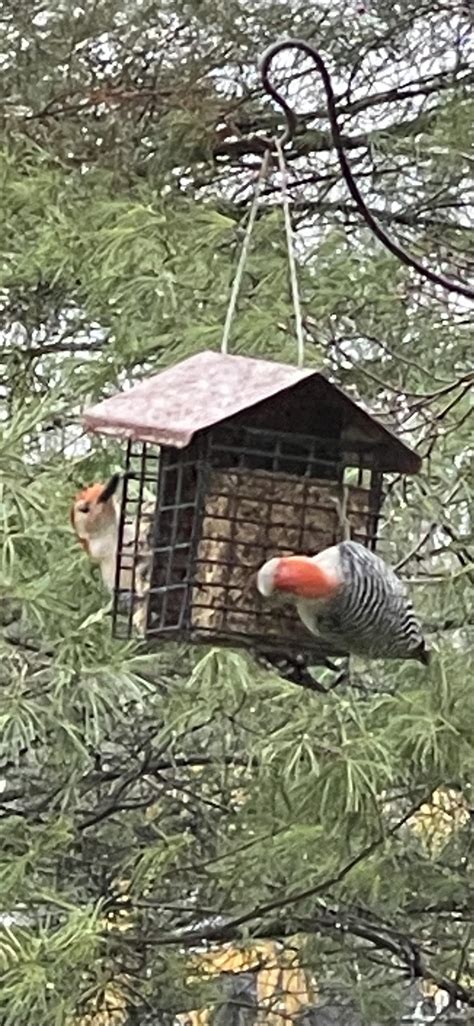 Red belly’s feeding time. : r/birding