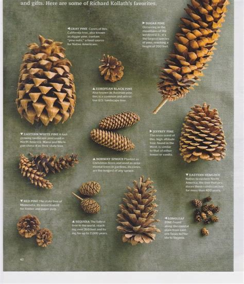 Pinecone Crafts | Pine cones, Pine cone crafts, Tree identification