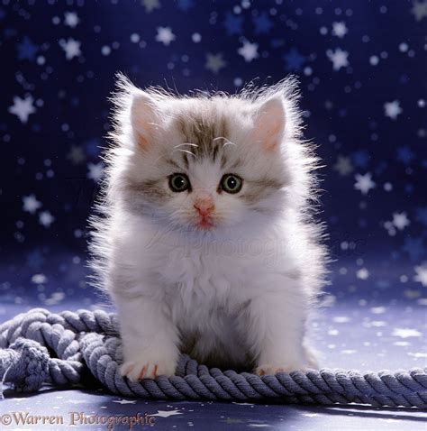 Cute fluffy silver-and-white kitten photo WP15529