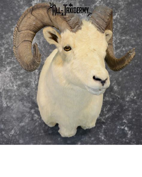 Dall Sheep Taxidermy Mount For Sale SKU 1088 - All Taxidermy