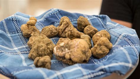 The truth about Italy’s white truffles - BBC Travel