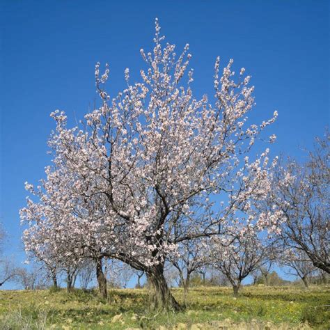 Almond tree - planting, care, pruning, harvest and diseases