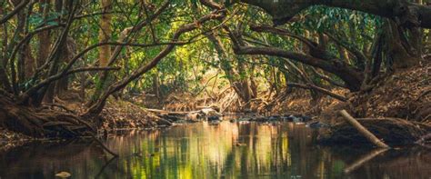 Uncovering Kuruva Island: Kerala's Pristine Ecological Wonders