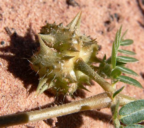 Tribulus; goathead; puncture vine; tribulus terrestris