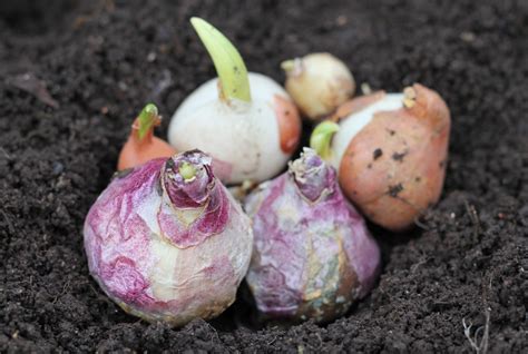 Plant bulbs now for early spring | NCPR News