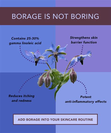 Skin Benefits of Borage Seed Oil