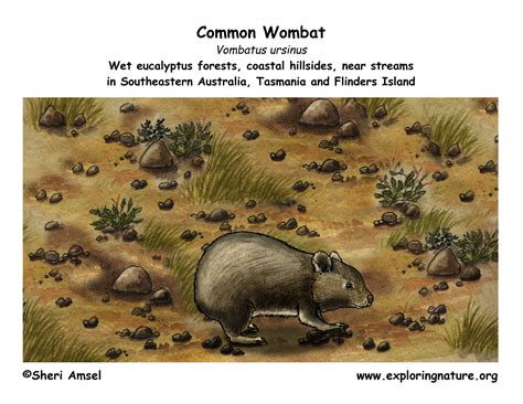 Wombat (Common)