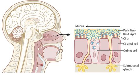 Nasal Physiology | Ento Key