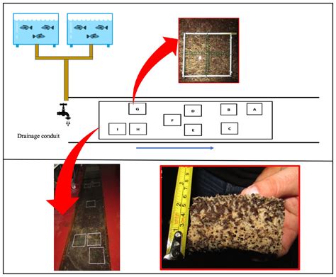 Life-cycle traits in the demosponge Hymeniacidon perlevis in a land ...