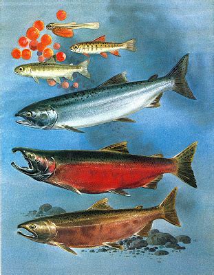 Coho Salmon — Nooksack Salmon Enhancement Association