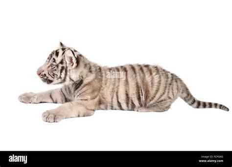 Bebé tigre de bengala blanco aislado sobre fondo blanco Fotografía de stock - Alamy